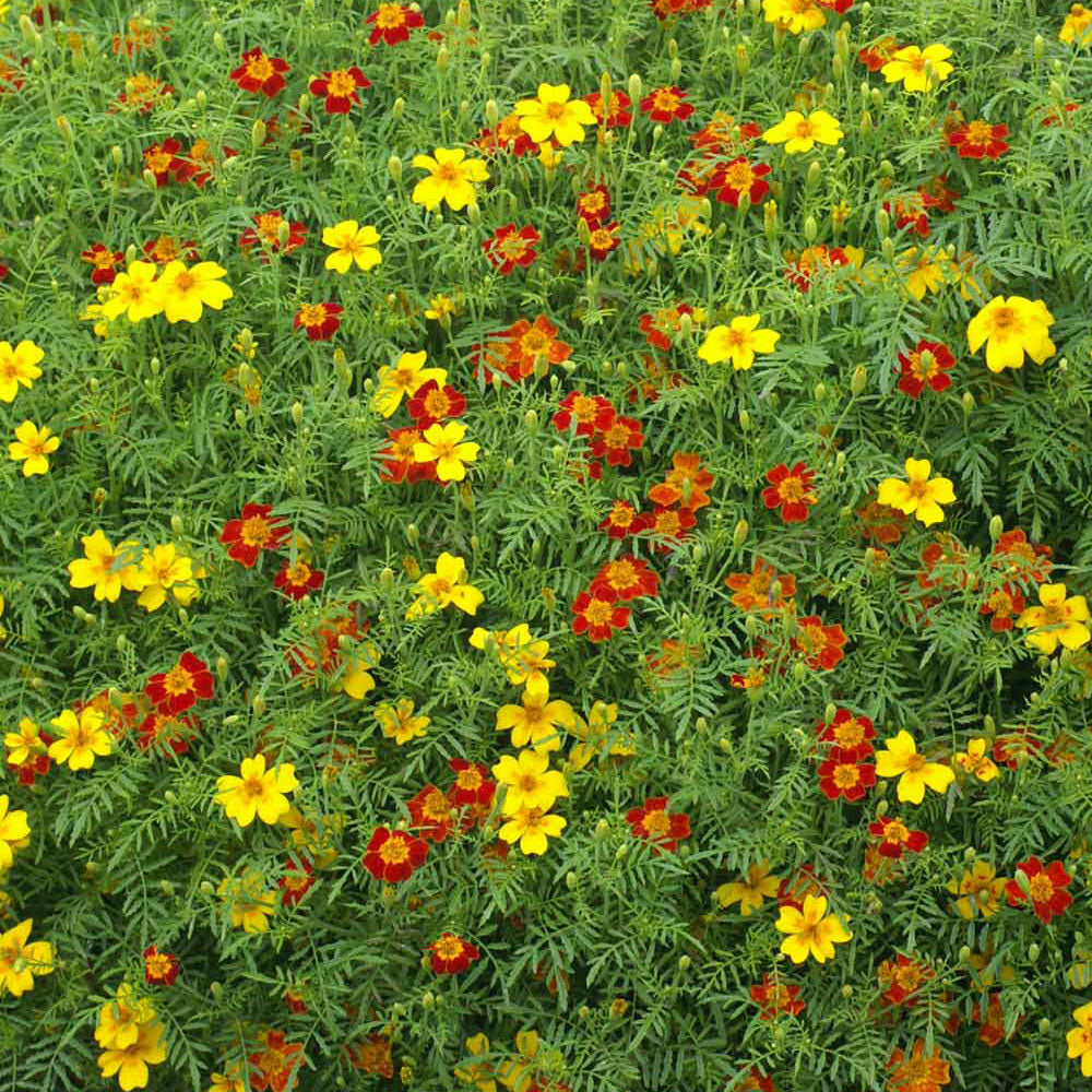 Starfire Mix Signet Marigold Seeds / 200 Seeds