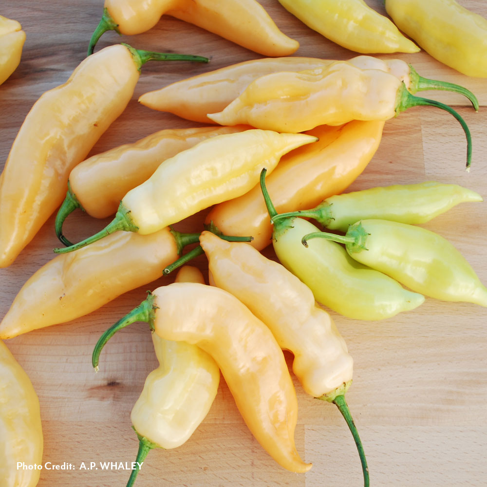 Sugar Rush Peach Pepper Seeds / 25 Seeds