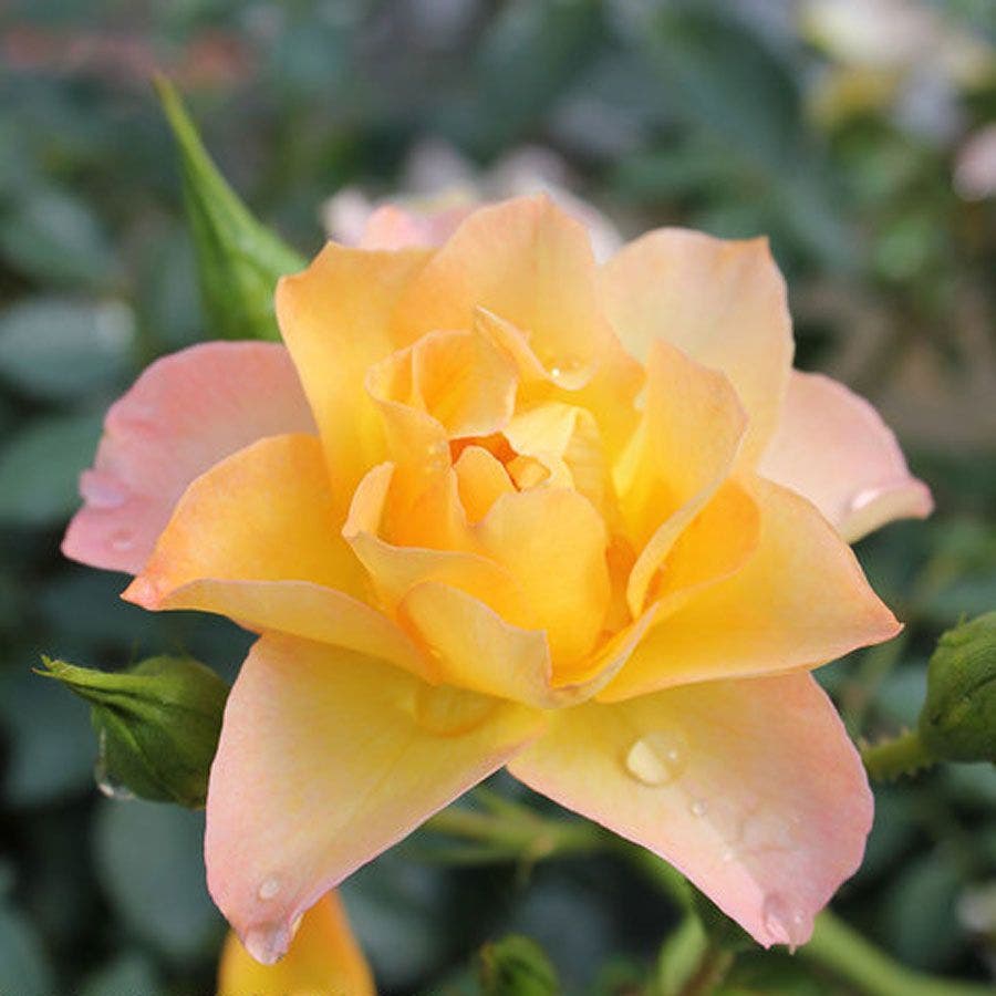 Oso Easy® Italian Ice® Shrub Rose / 1-Quart