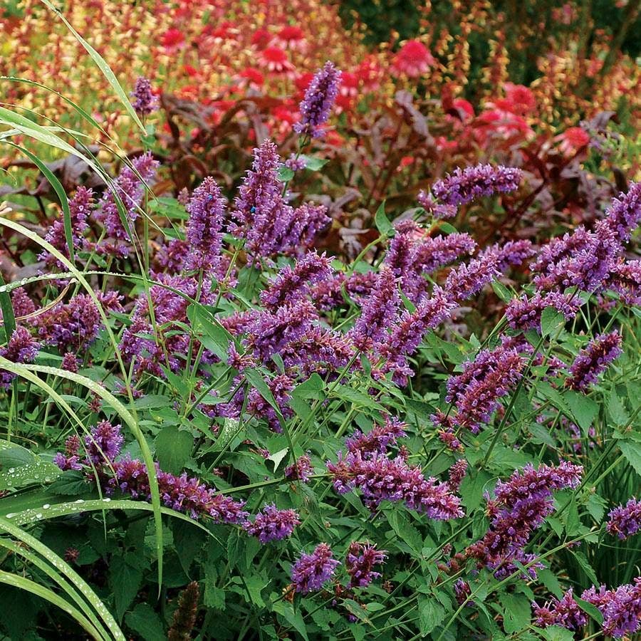 Agastache 'Blue Boa' Hyssop /  1-Quart