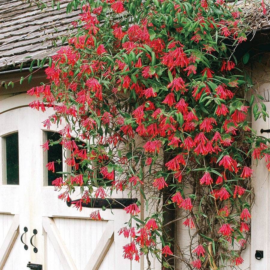 'Major Wheeler' Honeysuckle / 1-Quart