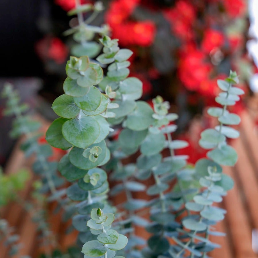 Baby Blue Bouquet Improved Eucalyptus Seeds / 25 Seeds