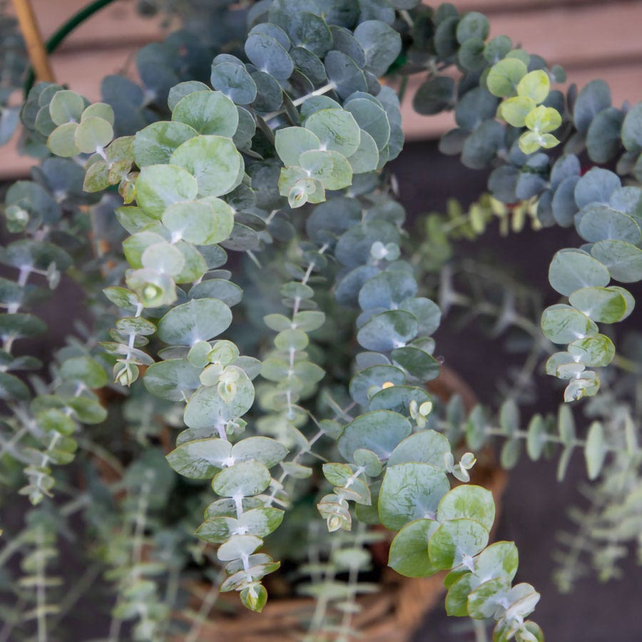 Baby Blue Bouquet Improved Eucalyptus Seeds / 25 Seeds