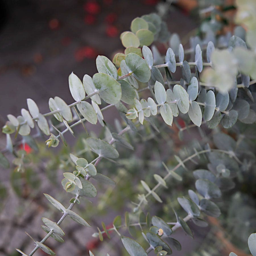 Baby Blue Bouquet Improved Eucalyptus Seeds / 25 Seeds