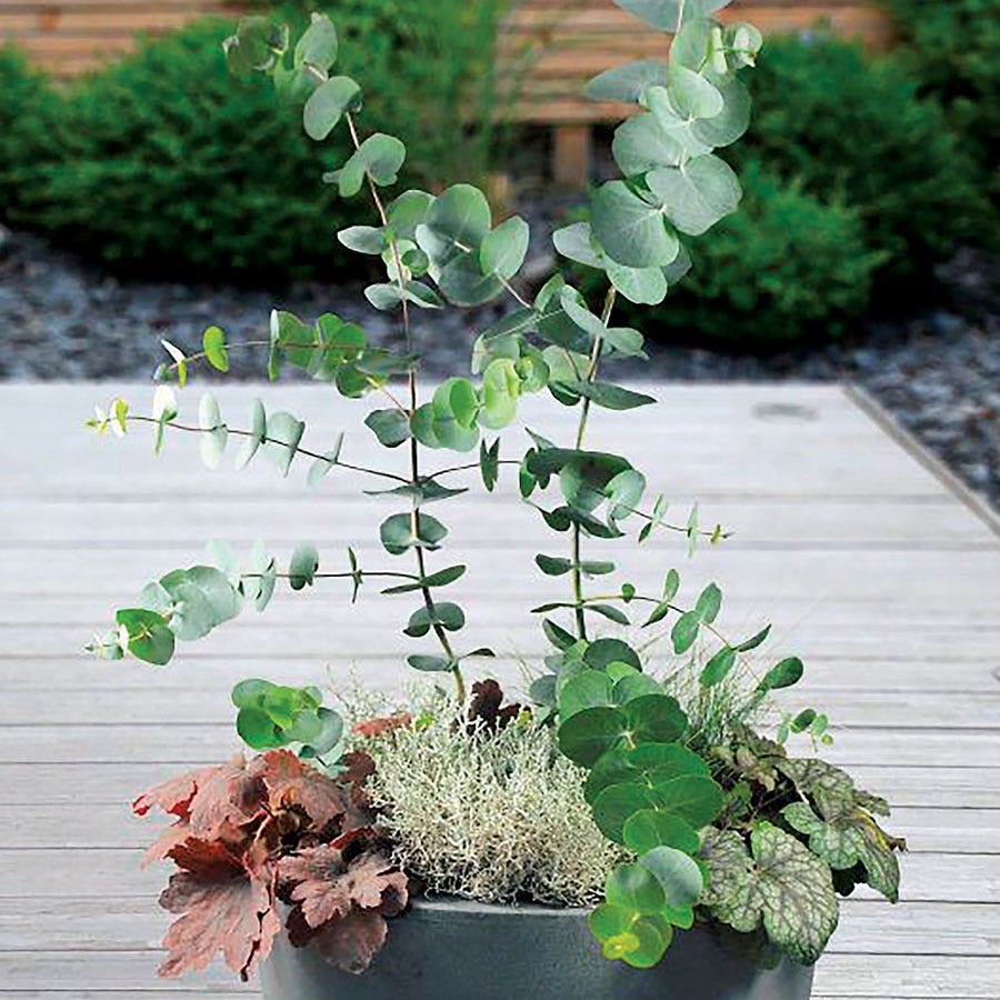 Baby Blue Bouquet Improved Eucalyptus Seeds / 25 Seeds