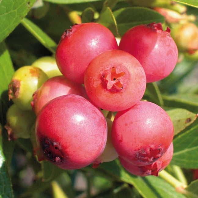 Vaccinium 'Pink Lemonade' Blueberry / 1-Quart